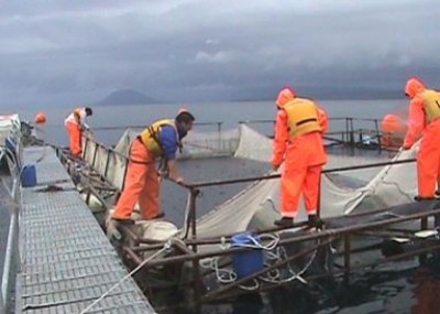 Operarios de las Salmoneras en Chiloé - Región de los Lagos